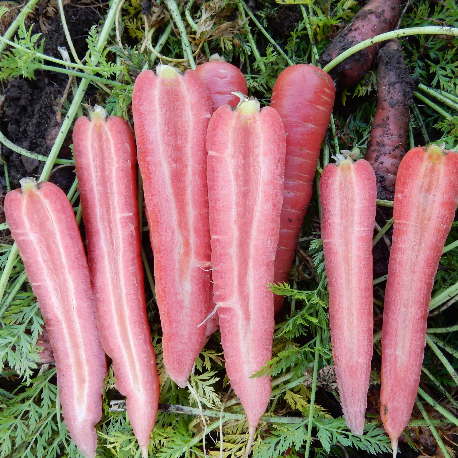 Carrot Ruby Prince Nunhems Cac