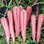 Carrot Ruby Prince Nunhems Cac