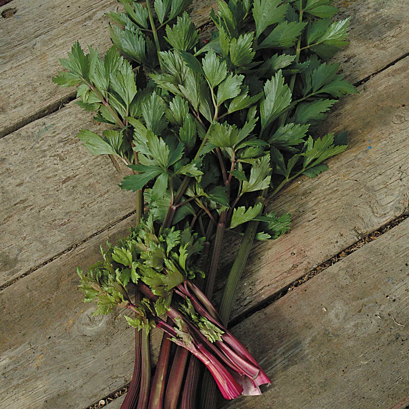 Celery Giant Red