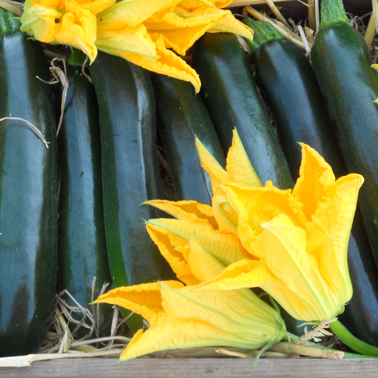 Courgette Darko