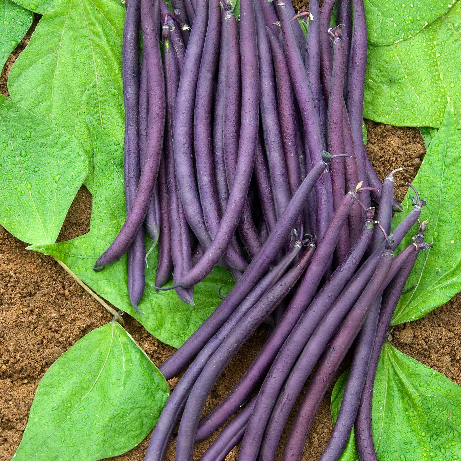 Dwarf Bean Amethyst