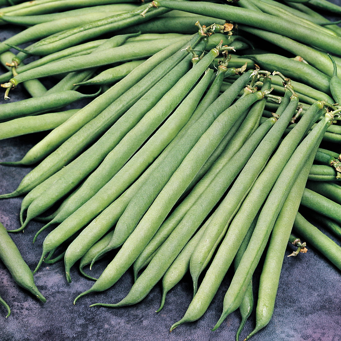 Dwarf Bean Safari