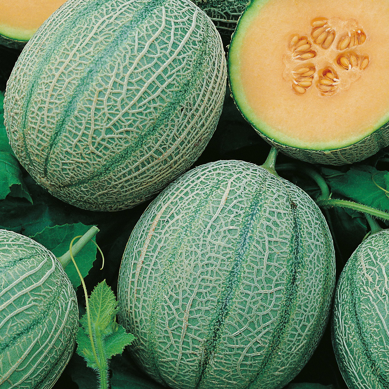 Melon Blenheim Orange Square