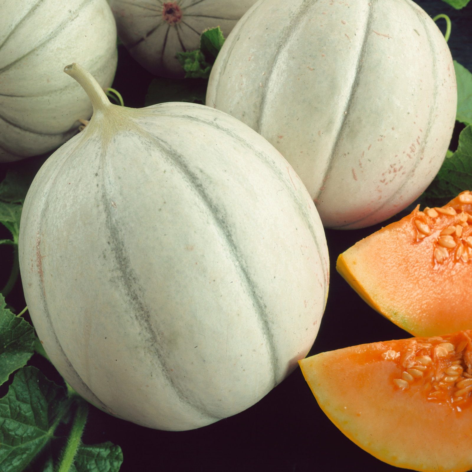 Melon Charentais 70 68 40