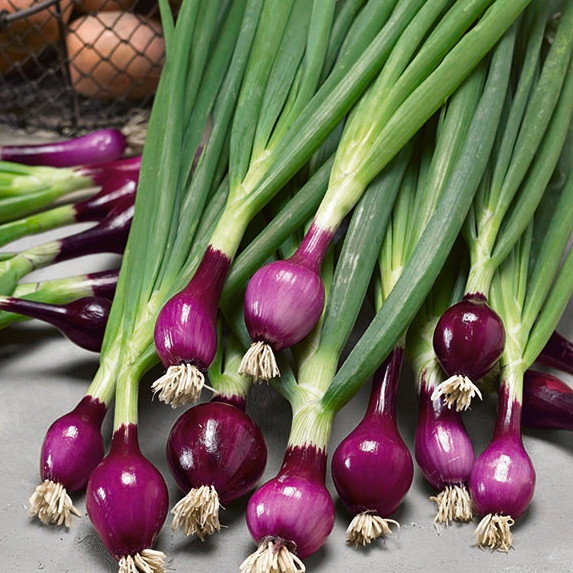 Onion Lilia