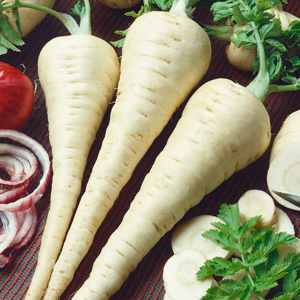 Parsnip Gladiator