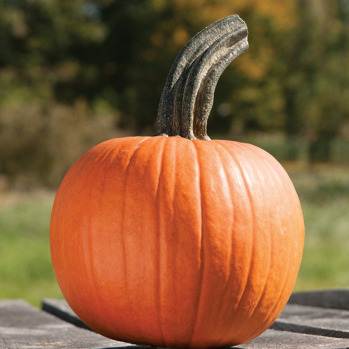 Pumpkin Cinnamon Girl