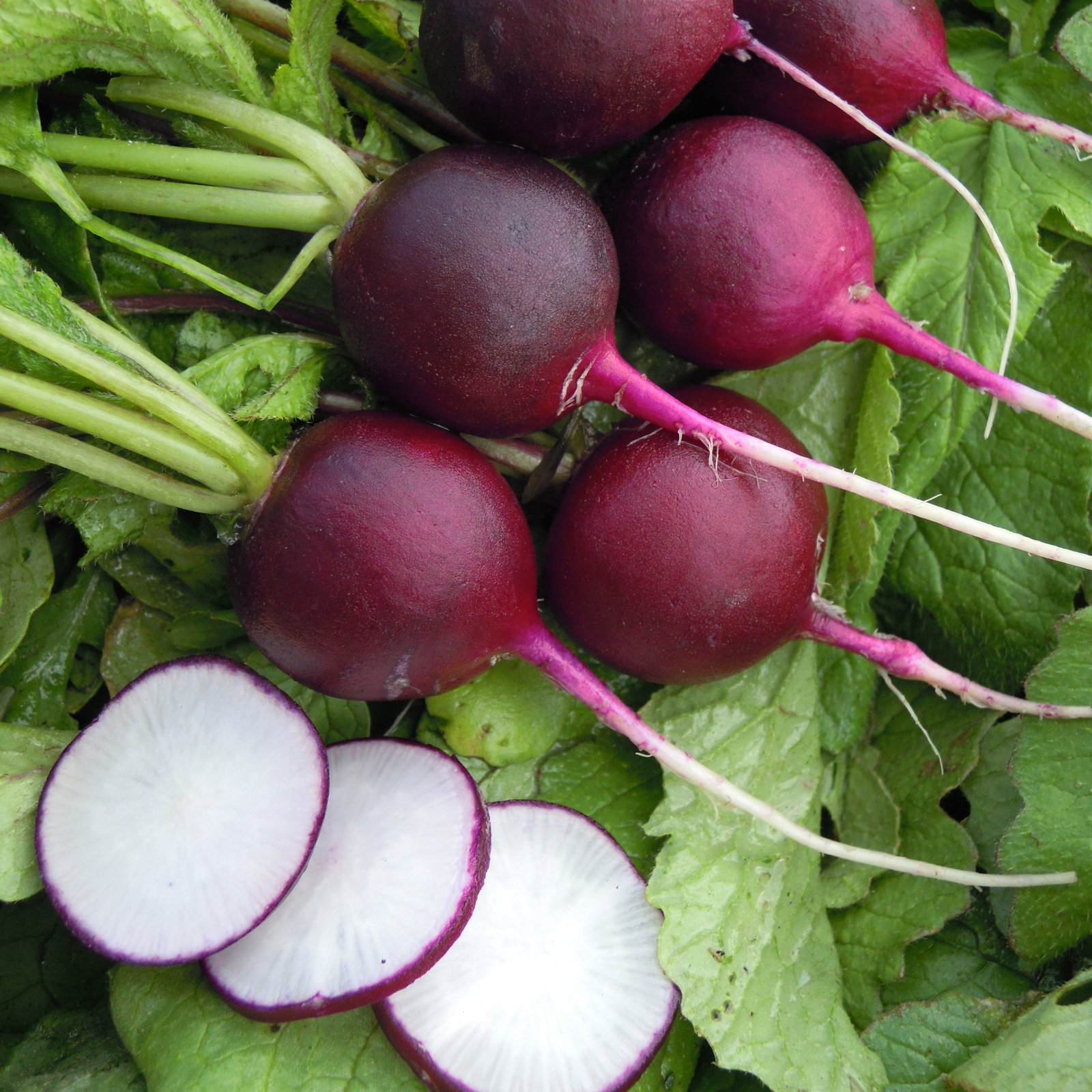 Radish Malaga Violet Rad