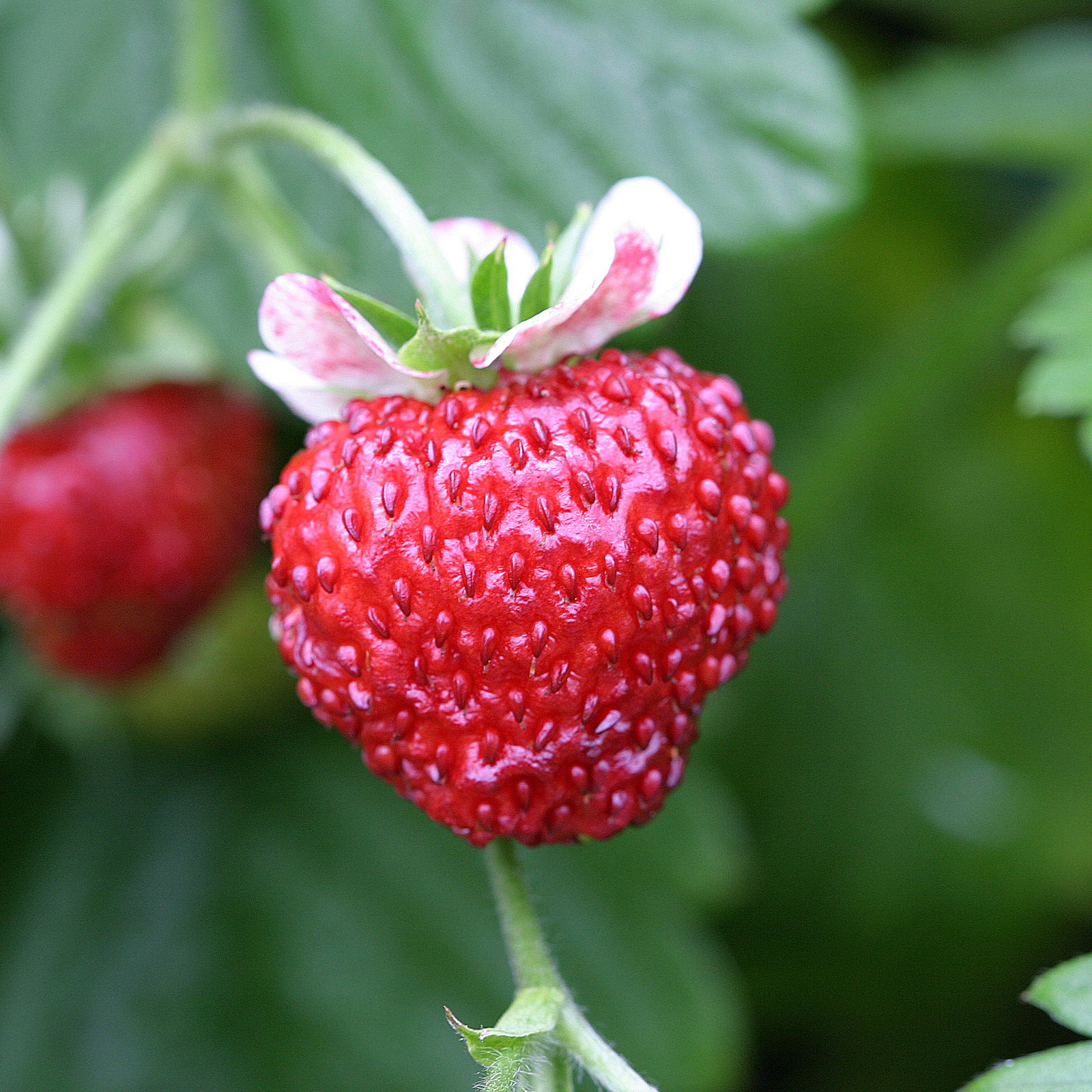 Strawberry Mignonette Str 02