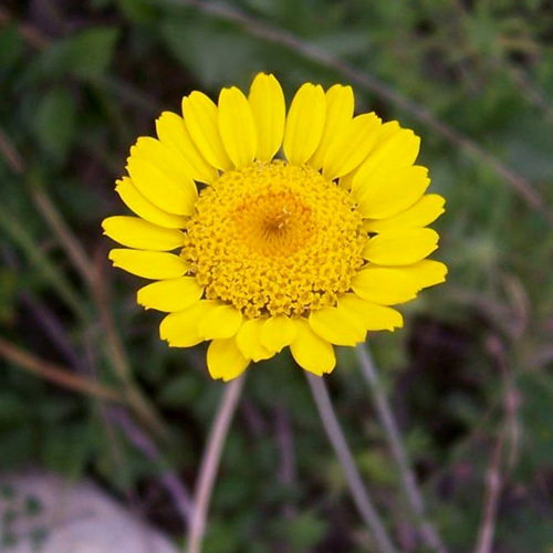 58 Anthemis Tinctoria