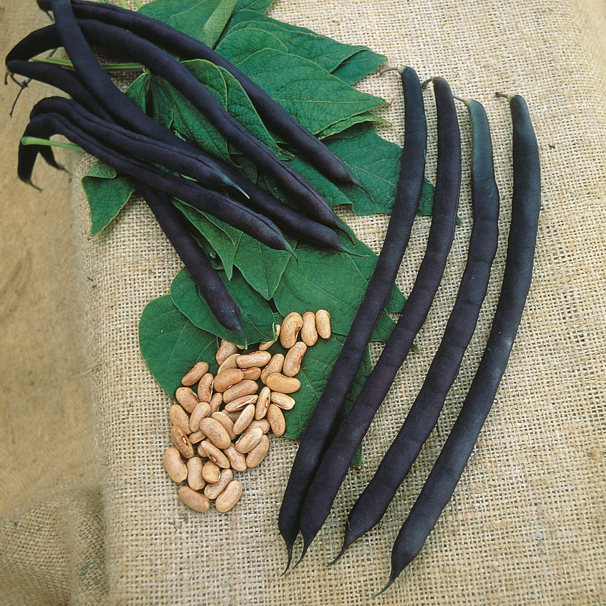 Climbing French Bean Cosse Violette