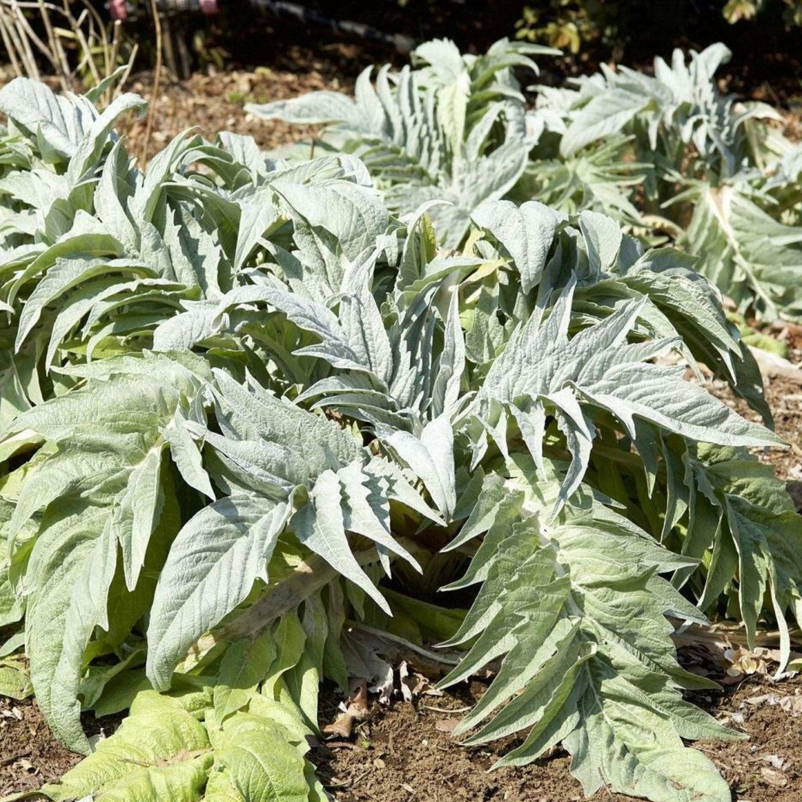 Artichoke Bianco Avorio