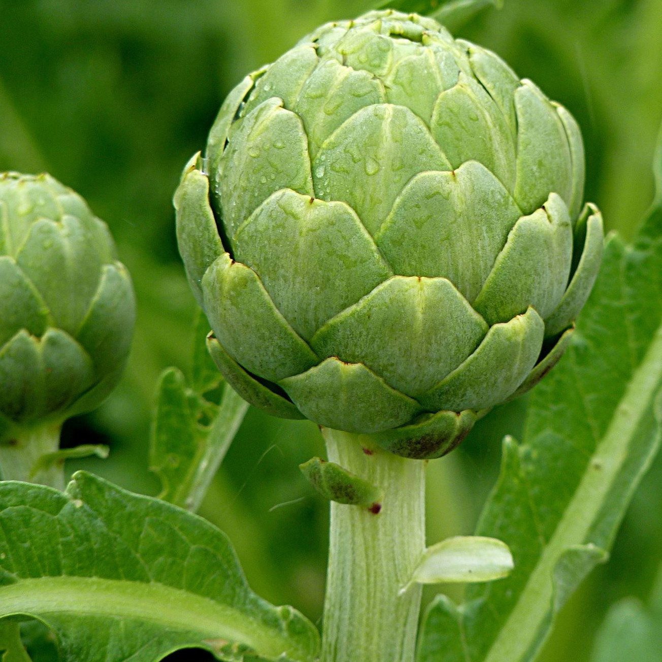 Artichoke Green Globe