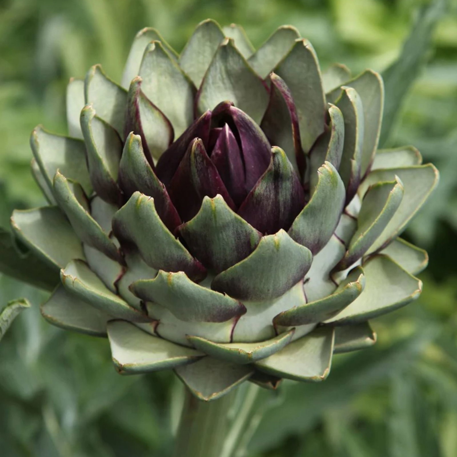 Artichoke Romanesco