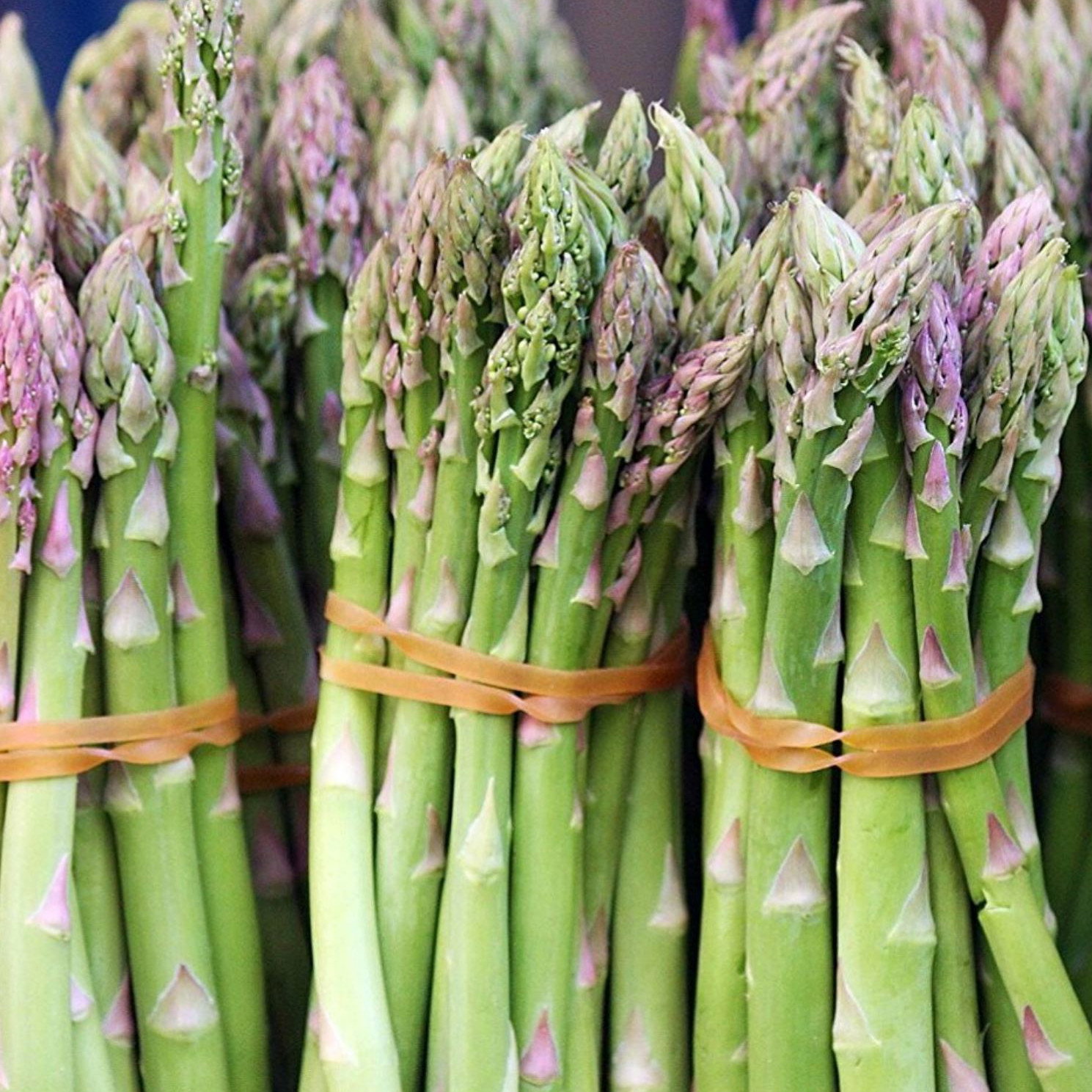 Asparagus Mary Washington