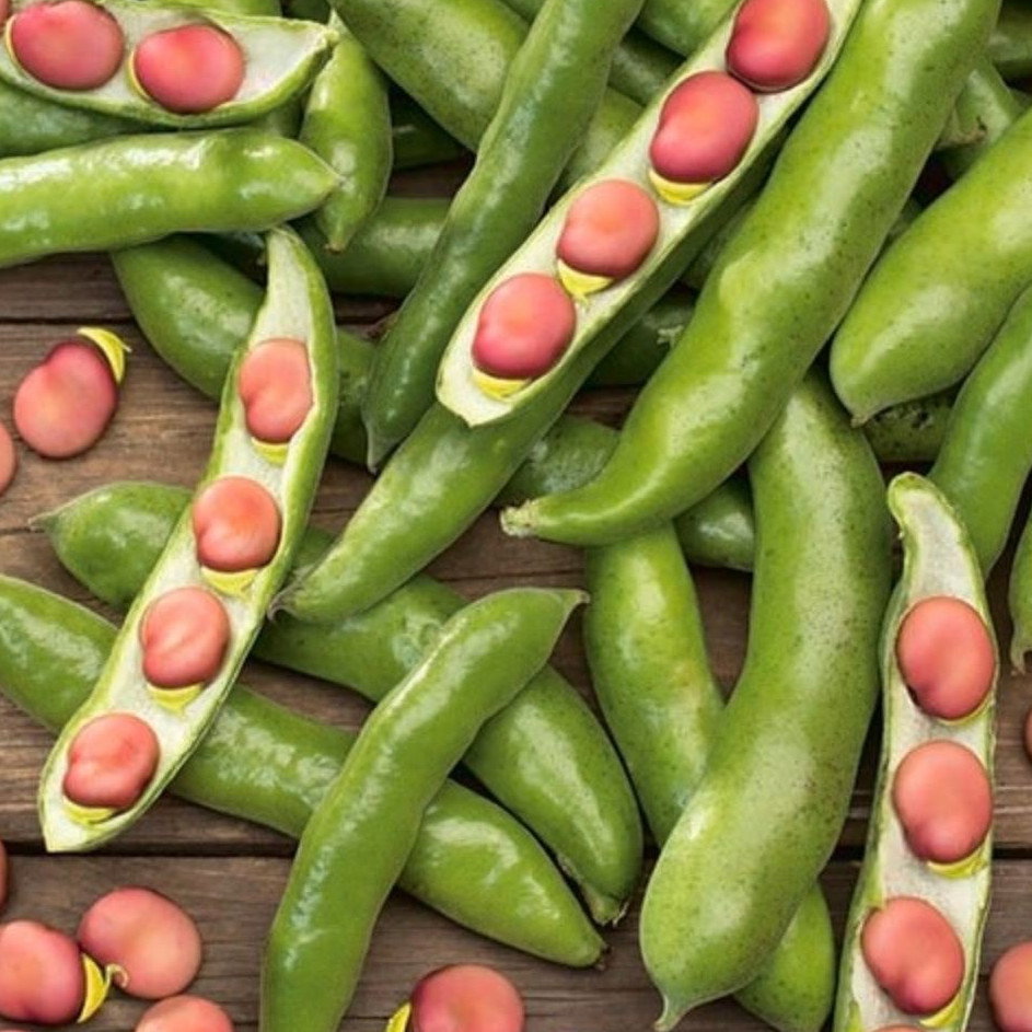 Broad Bean Karmazyn