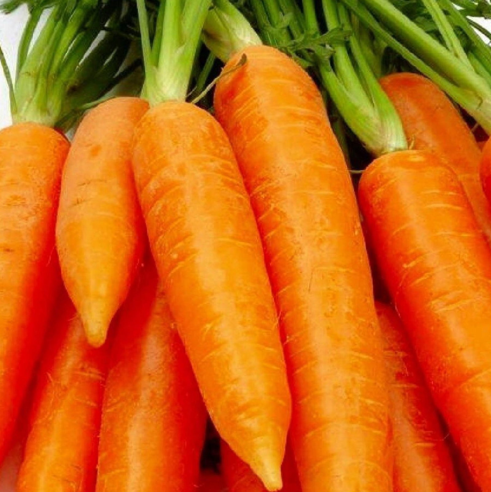 Carrot Chantenay Red Cored