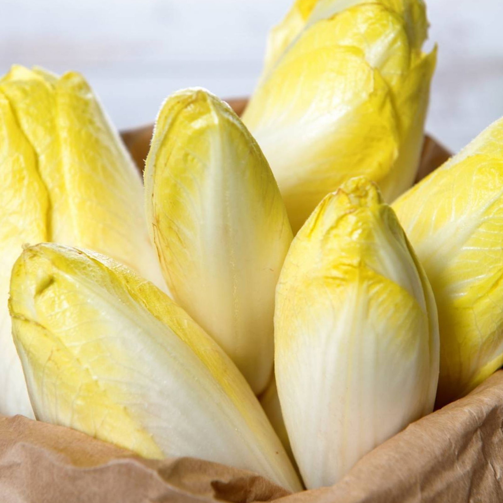 Chicory Brussels Witloof