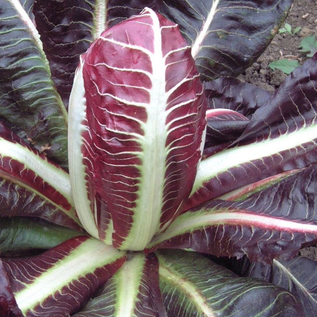 Chicory Rossa Di Treviso