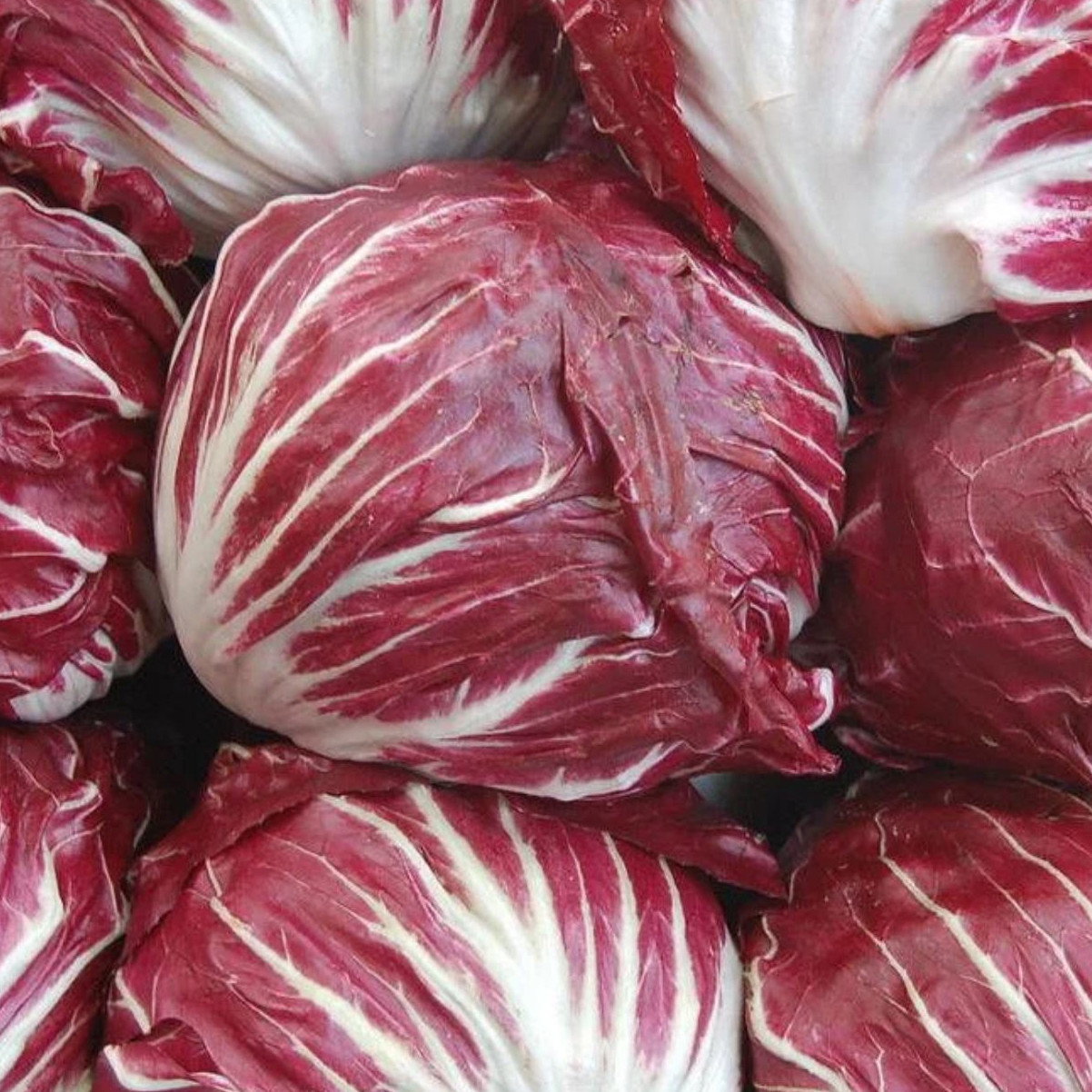 Chicory Rossa Di Verona