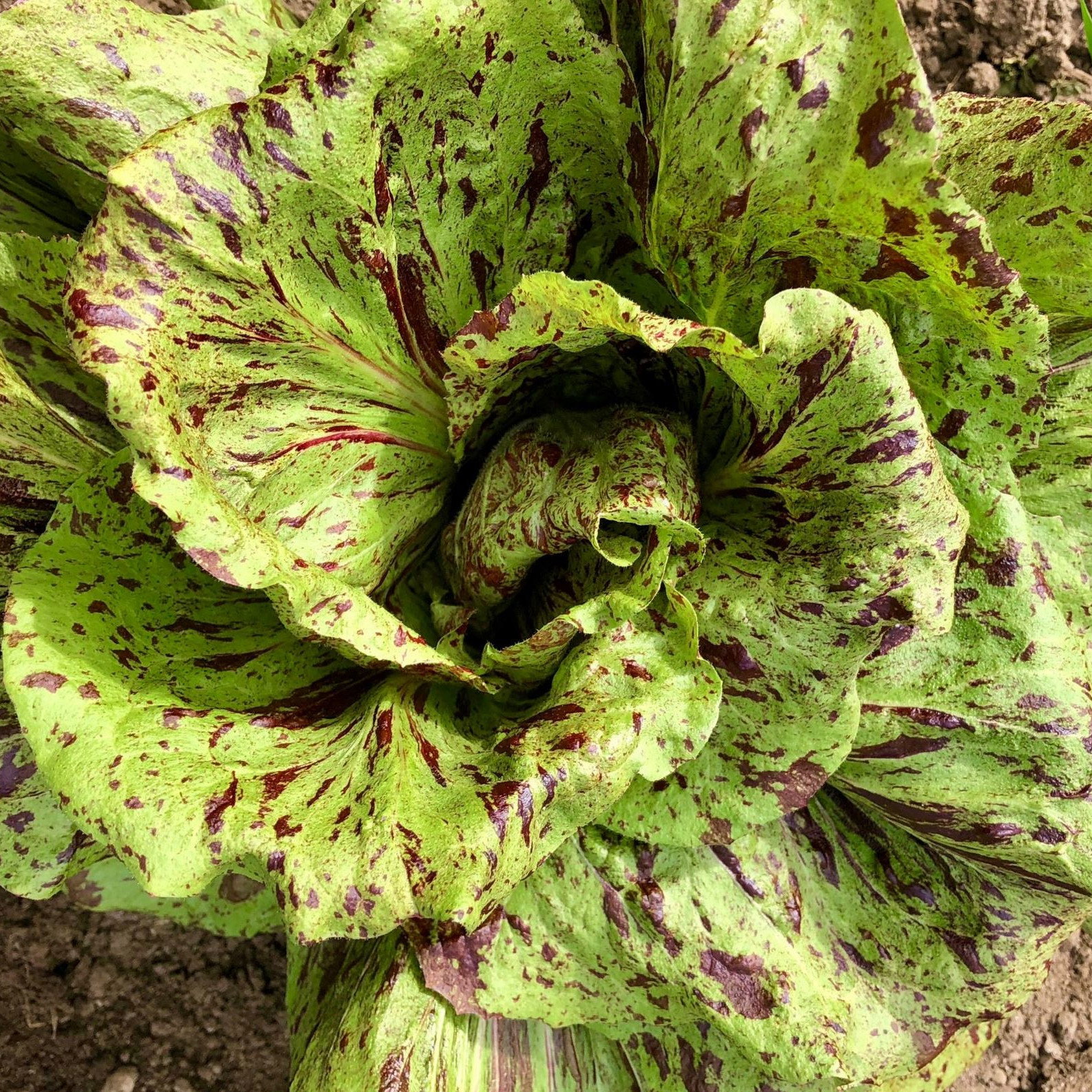 Chicory Variegata Di Castelfor