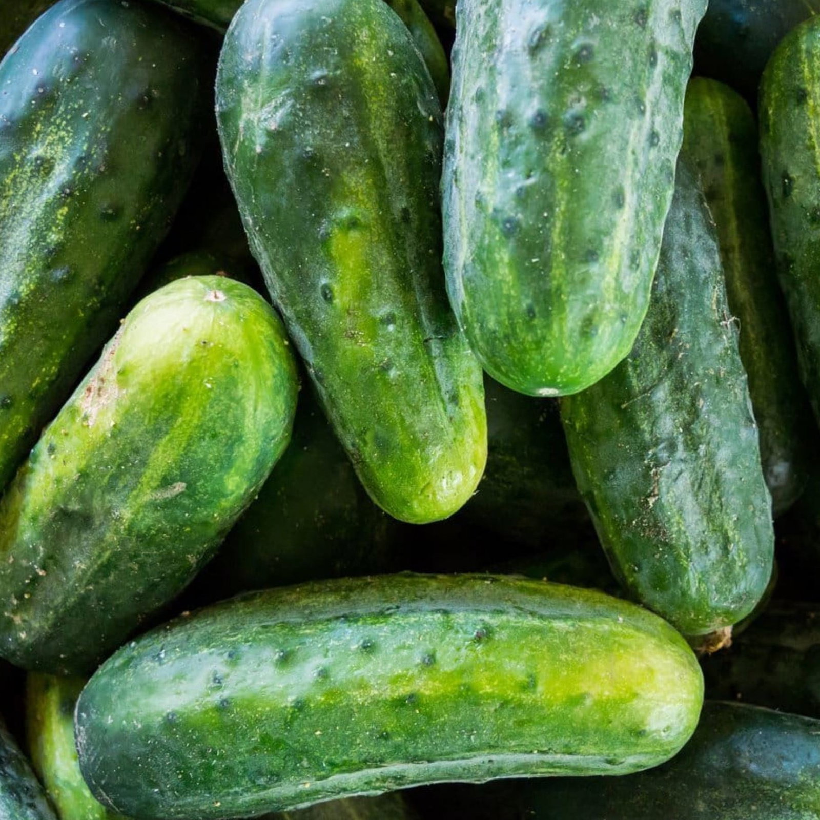 Cucumber Gherkin National