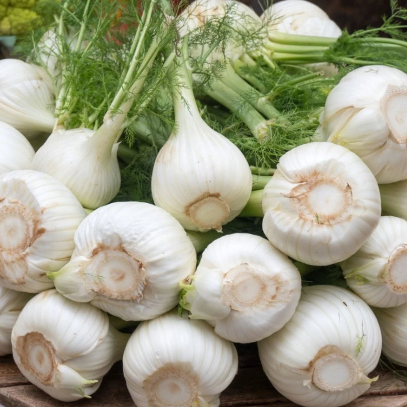 Fennel Romanesco