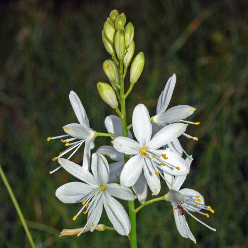 59 Anthericum Ramosum
