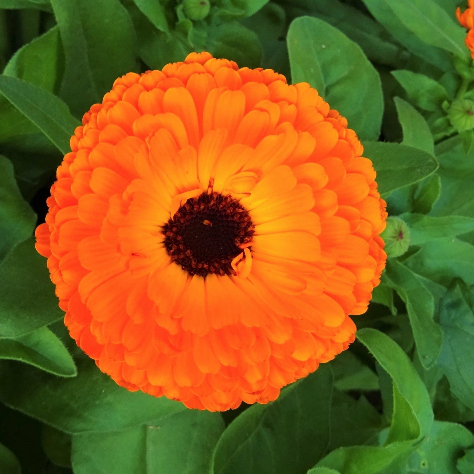 Herb Pot Marigold