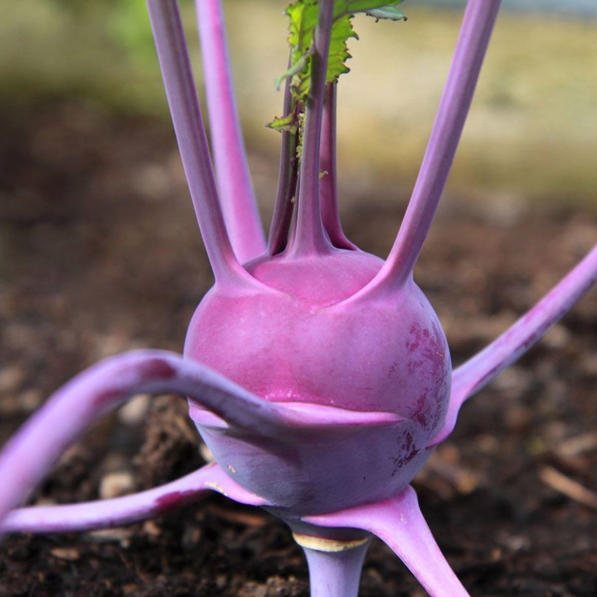 Kohlrabi Purple Delicacy
