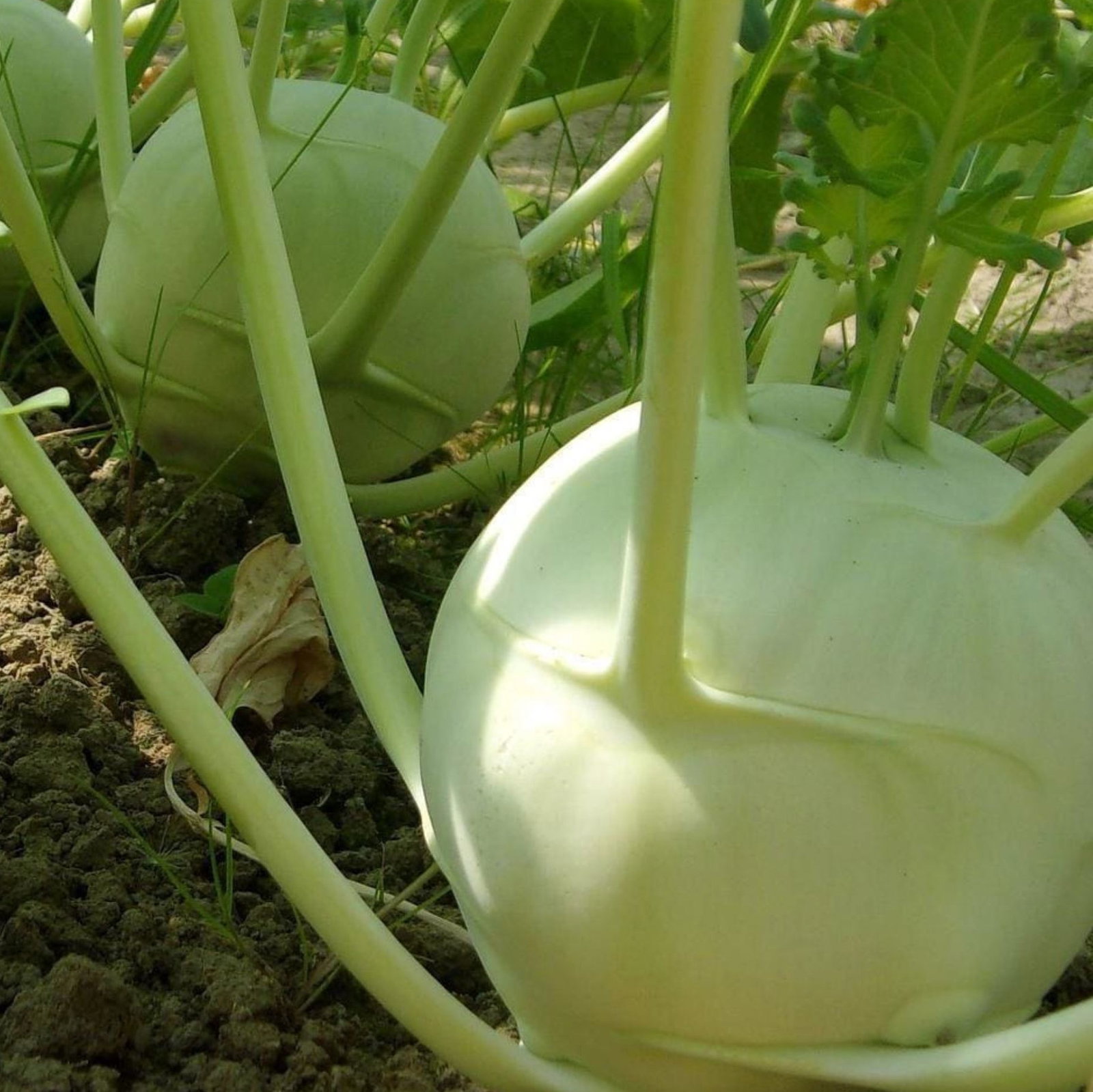 Kohlrabi Superschmelz