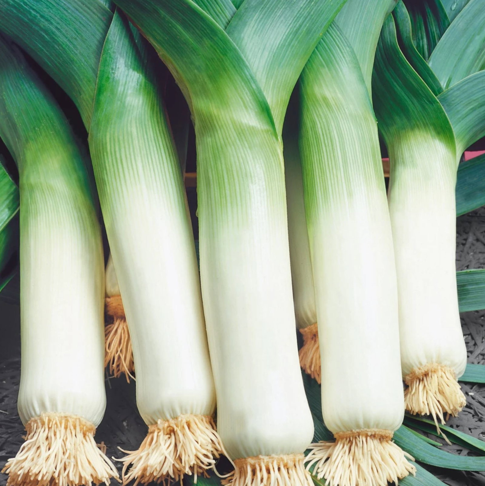Leek Giant Winter