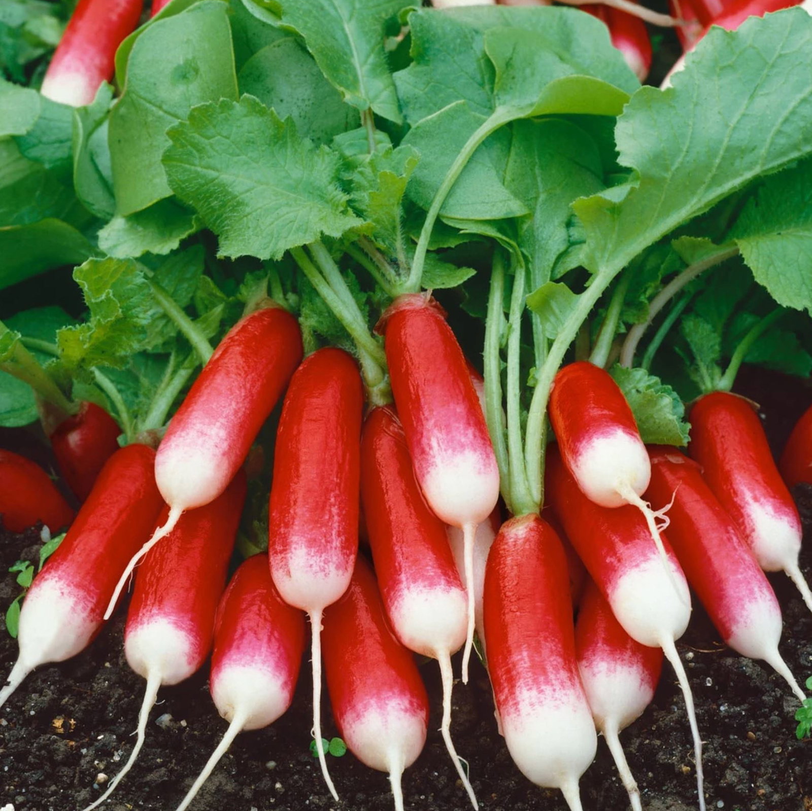 Radish French Breakfast