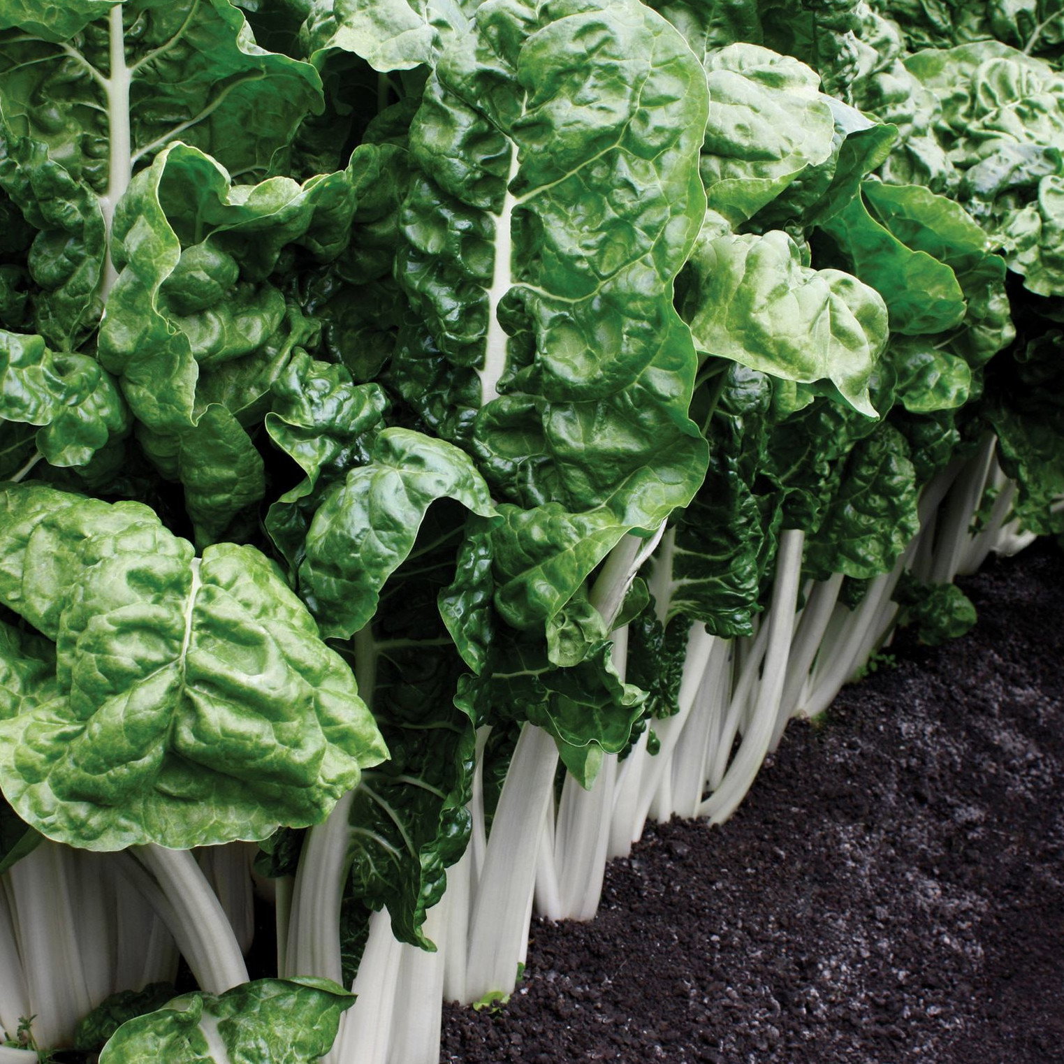 Swiss Chard Fordhook Giant
