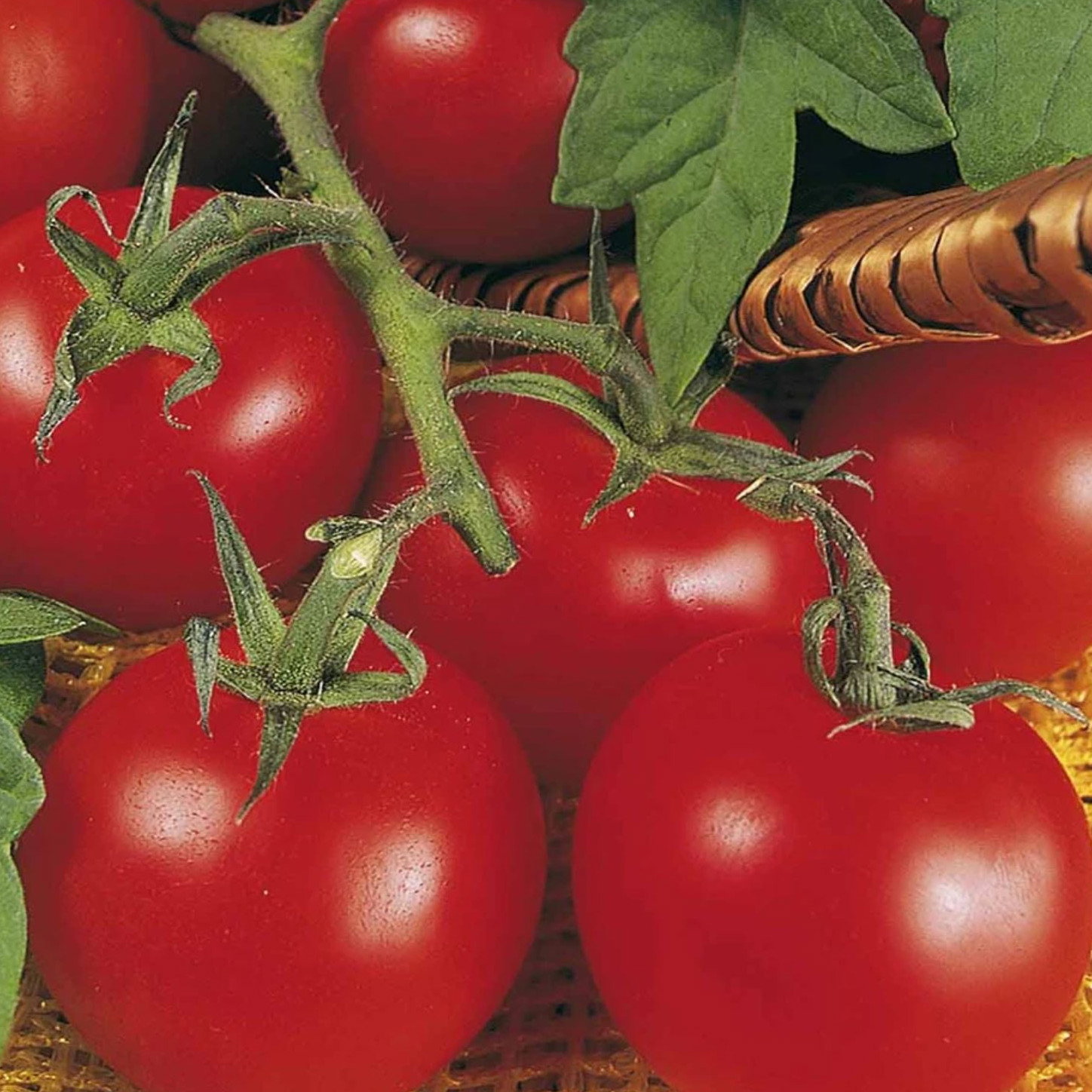Tomato Ailsa Craig