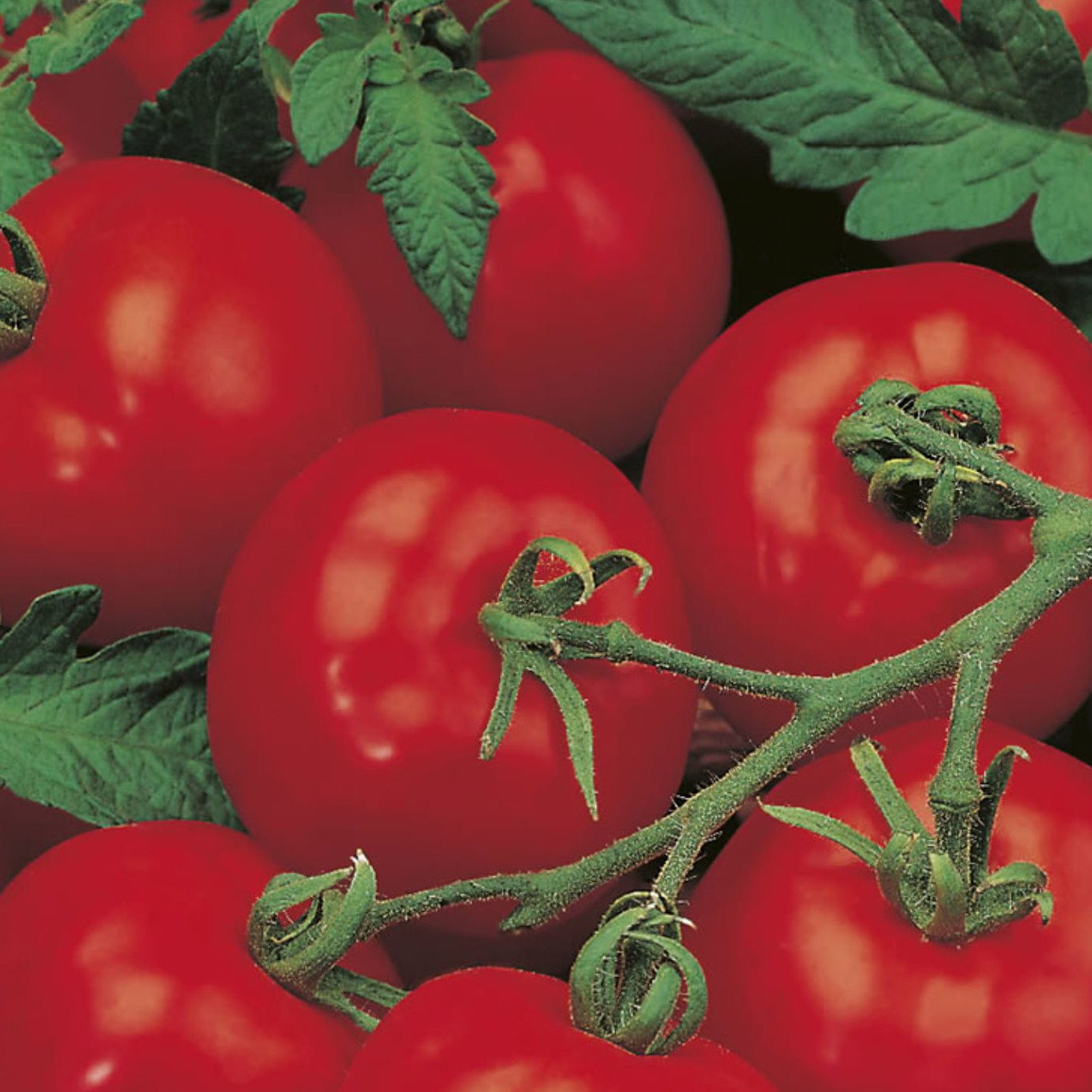 Tomato Alicante