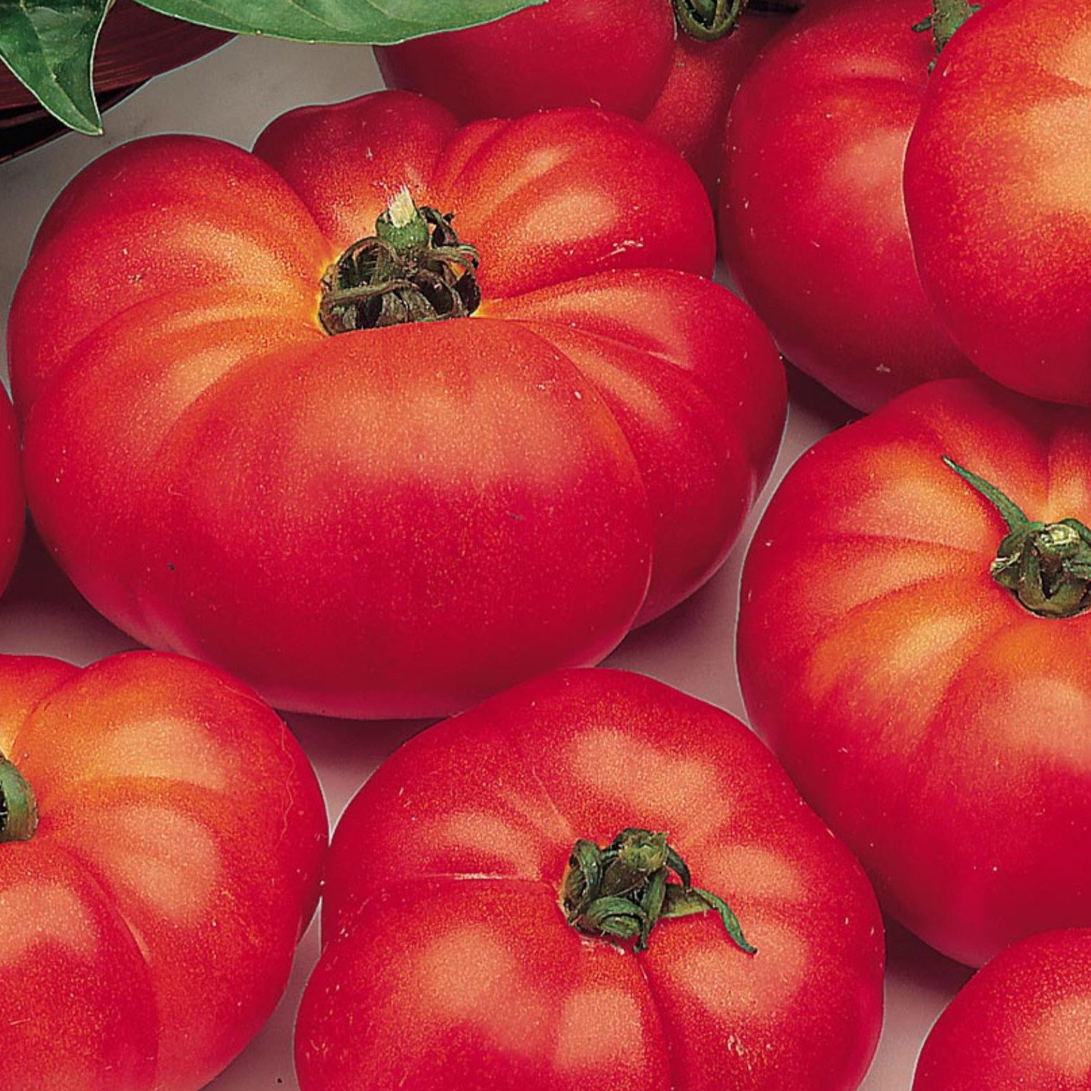 Tomato Marmande