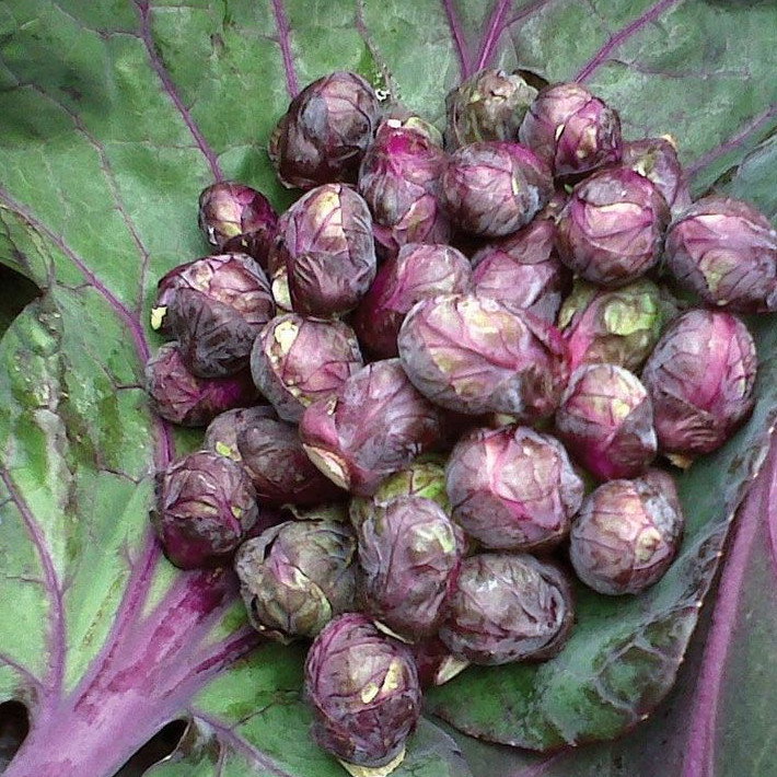 Brussel Sprout Red Ball