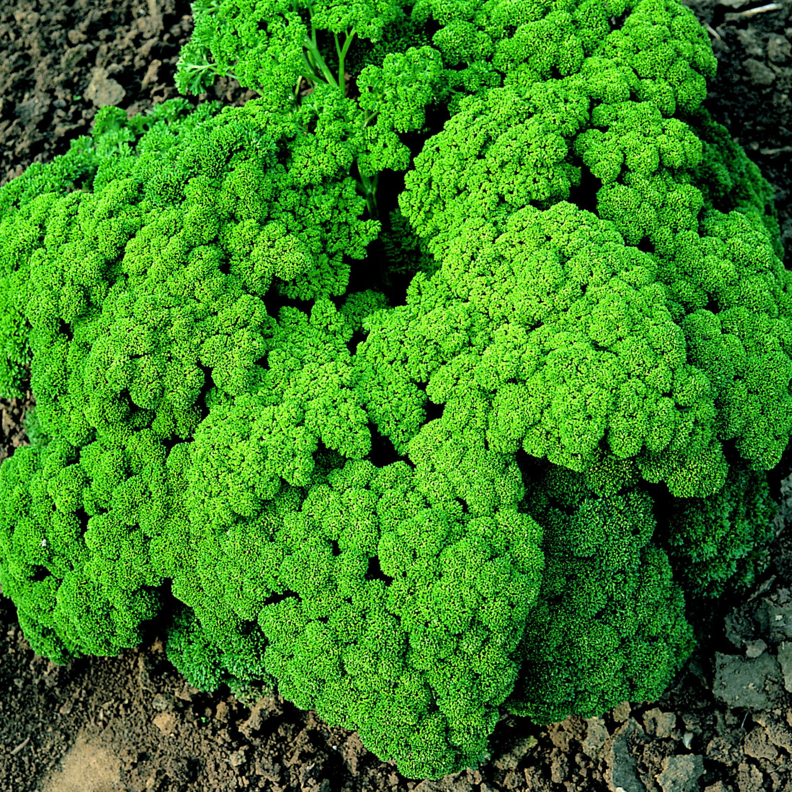 Parsley Champion Moss Curled