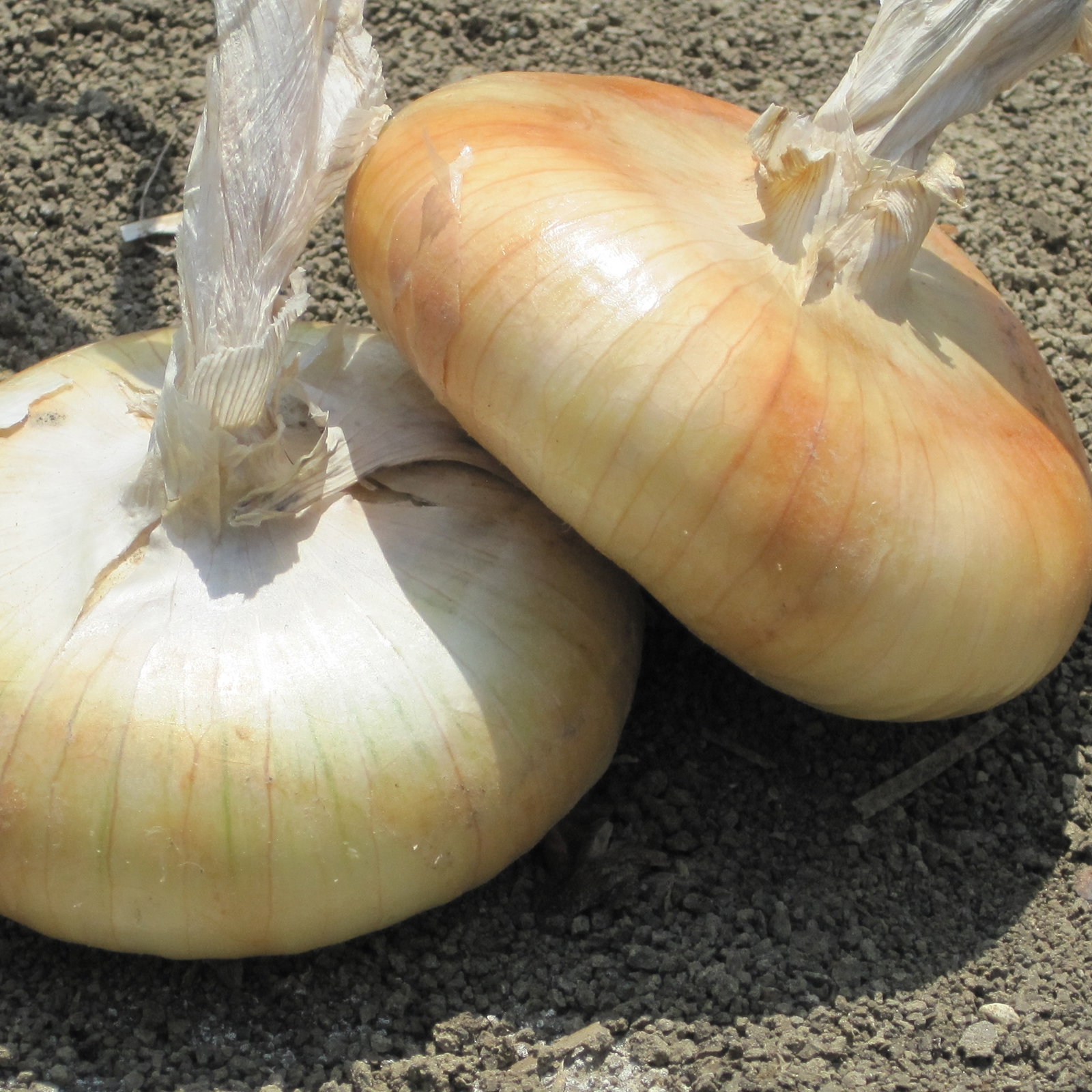 Onion Borettana