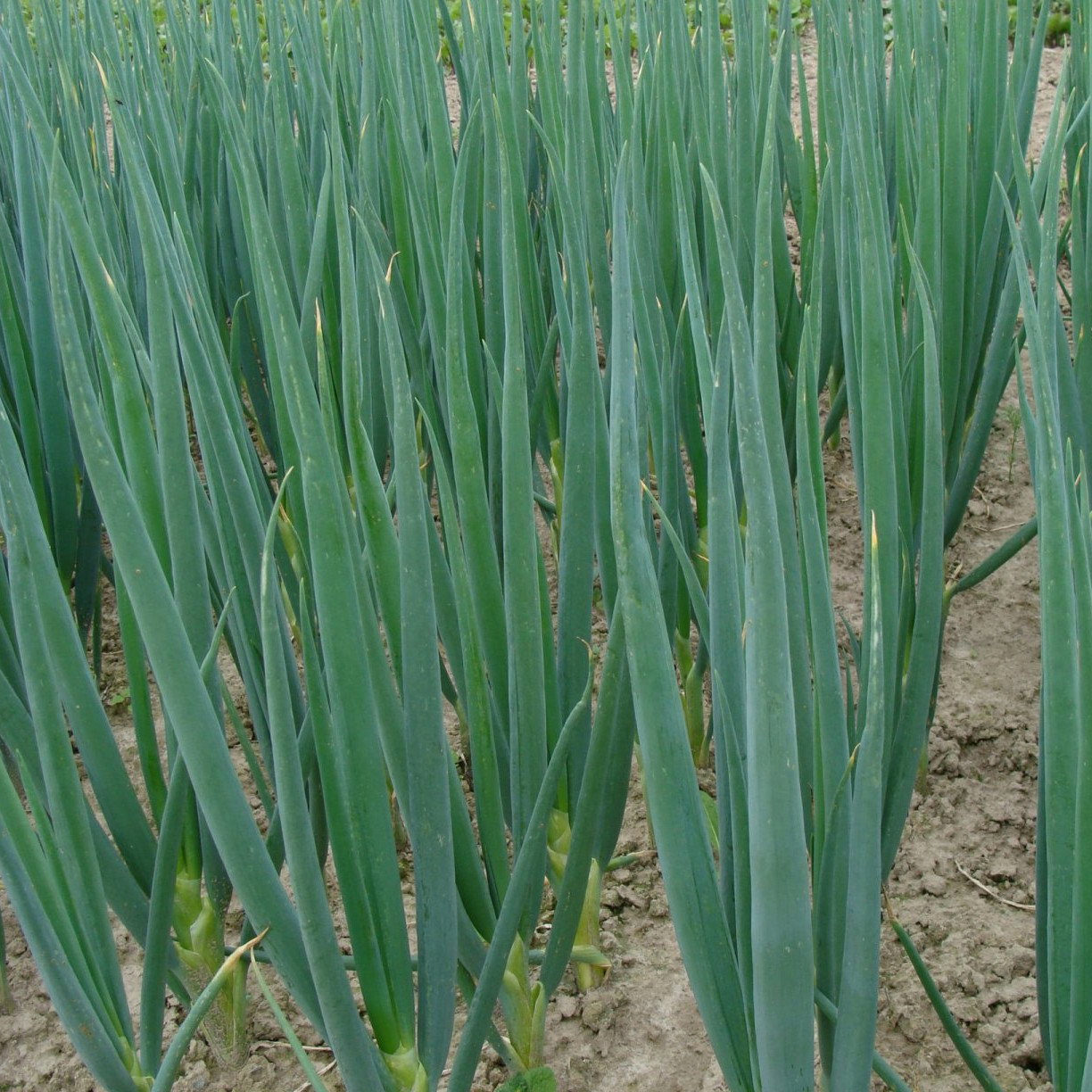 Onion Entita