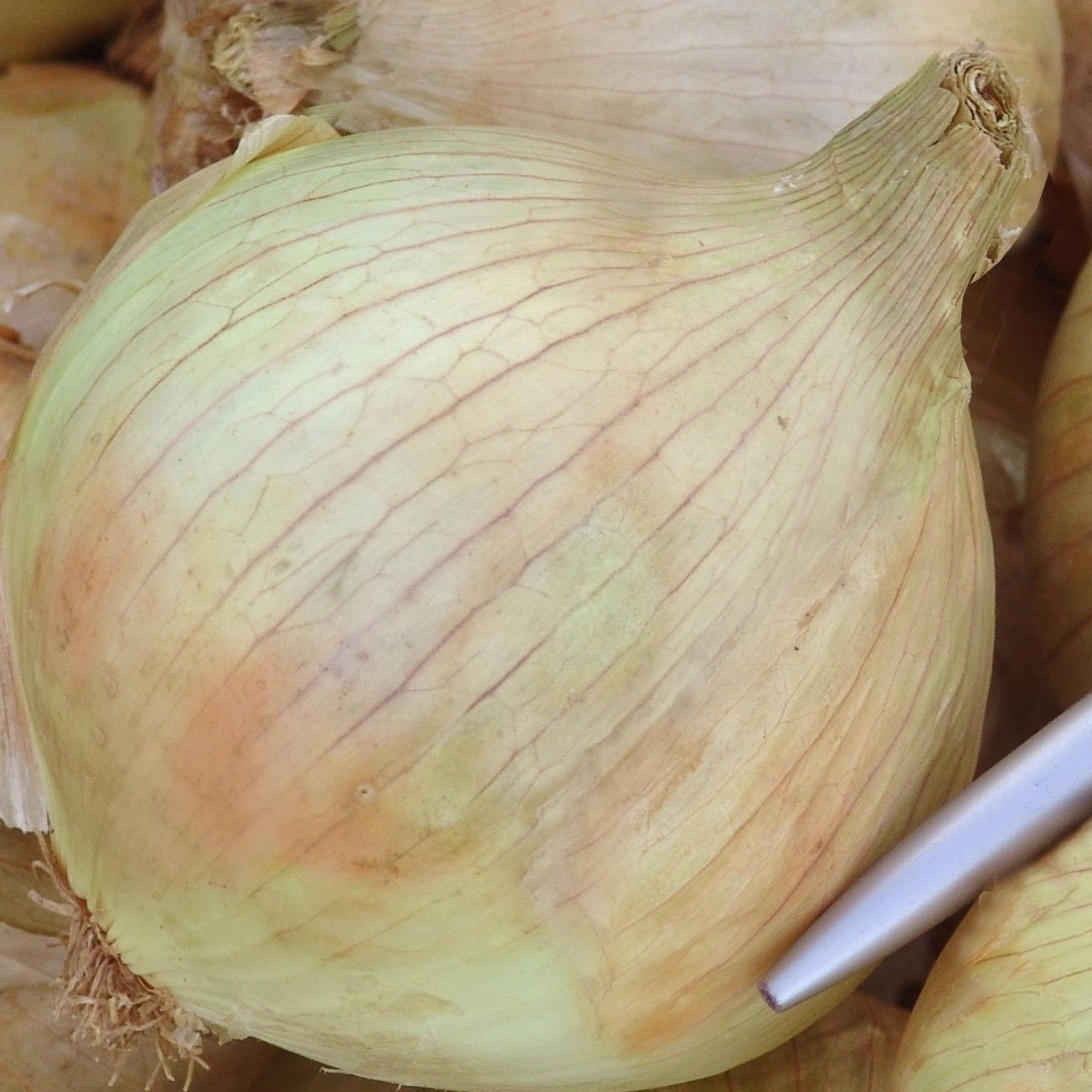 Onion Globo