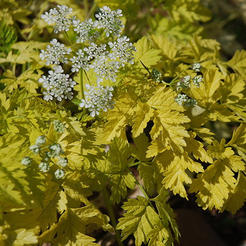 Anthriscus Golden Fleece