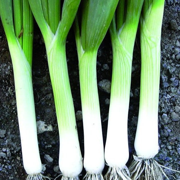Onion Tipika