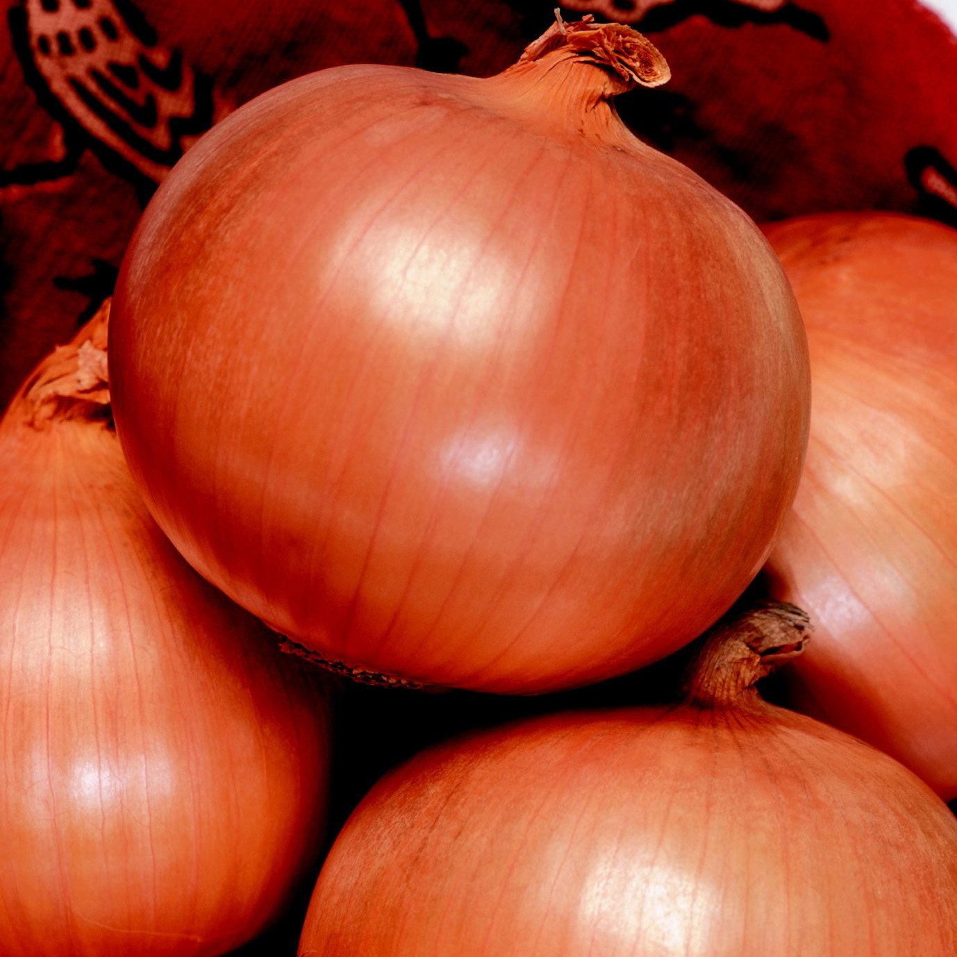 Onion Toughball F1