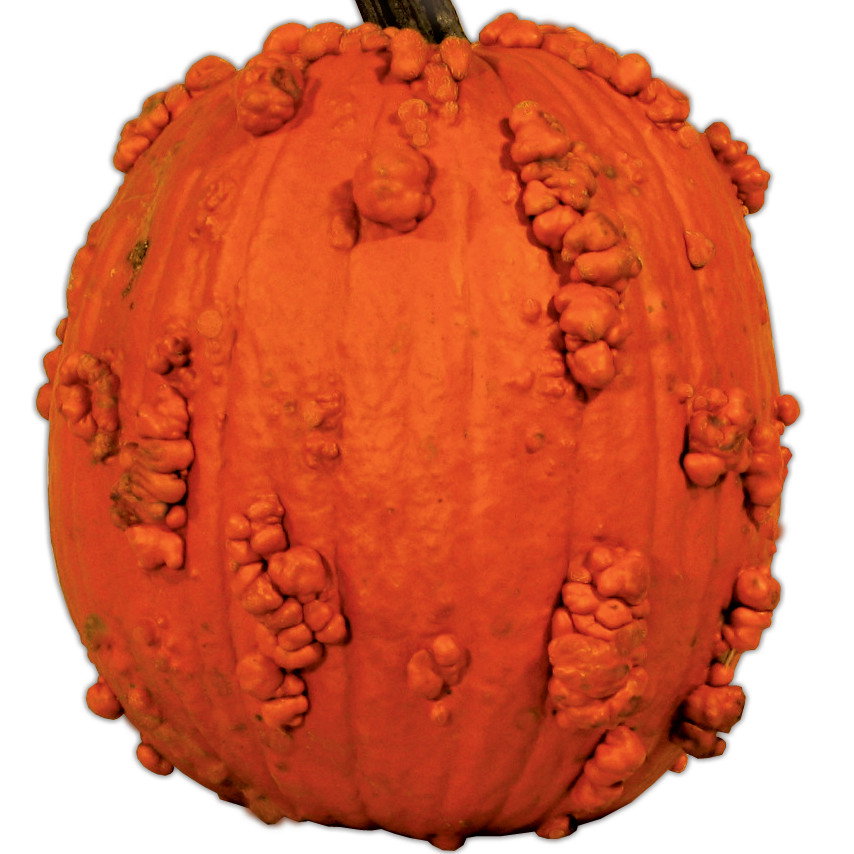 Pumpkin Knuckle Head F1