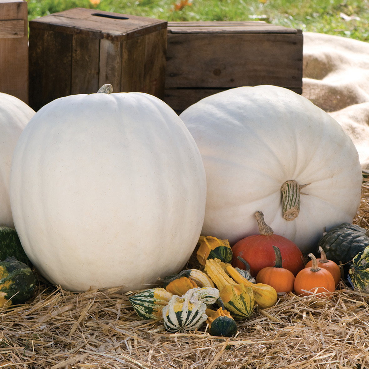 Pumpkin Polar Bear F1