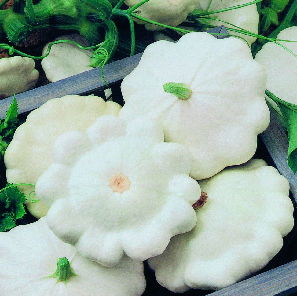 Summer Squash Moonbeam F1