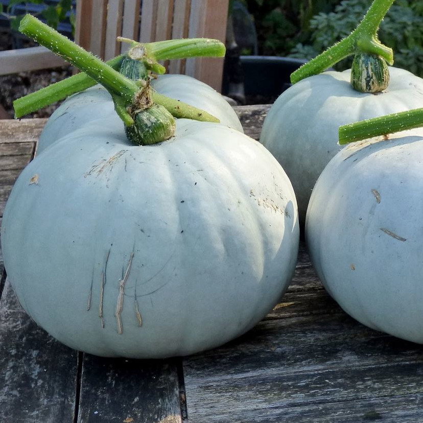 Winter Squash Crown Prince F1
