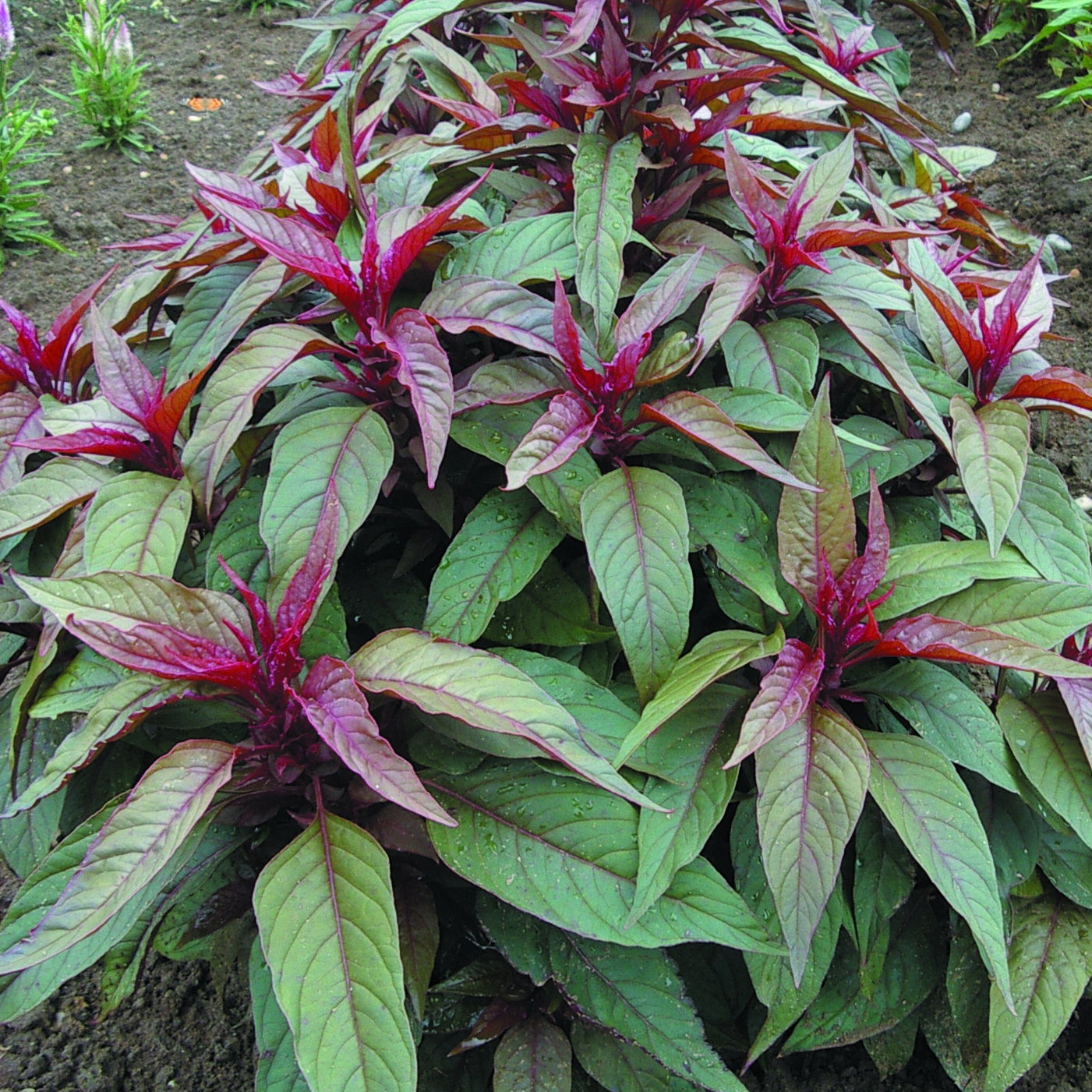 Celosia Flamingo Purple